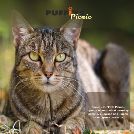 Puffins_picnic