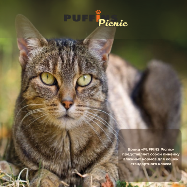 Puffins_picnic