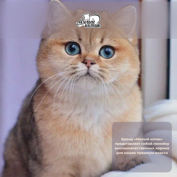 Милый_котик