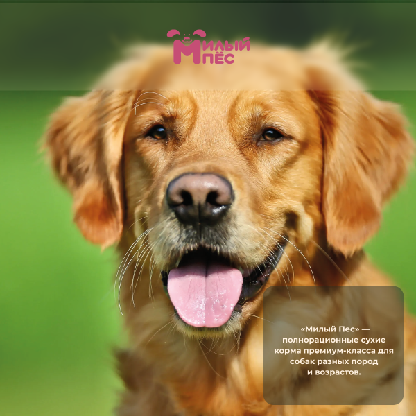 Милый_пёс